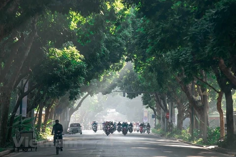 Top 5 quận Hà Nội được trồng mới cây xanh nhiều nhất trong năm 2023