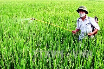 Đắk Lắk: Ba mẹ con nguy kịch vì uống thuốc diệt cỏ