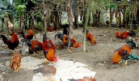 "Đậm đà" gà sống thiến nơi vùng đất Ngọc Lục Yên
