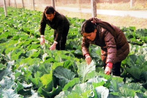 Xây dựng mô hình vùng sản xuất và tiêu thụ rau an toàn tỉnh Hưng Yên. (Ảnh: Trần Tuấn/TTXVN)
