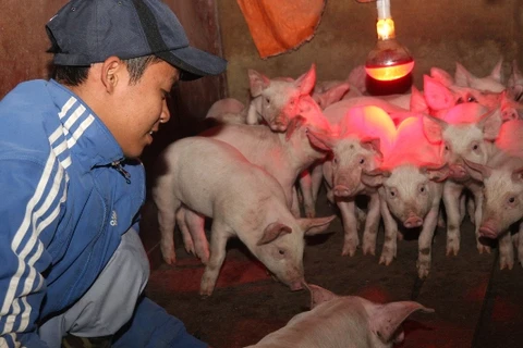 Thắp đèn sưởi ấm cho đàn lợn giống. (Ảnh: Đình Huệ/TTXVN)