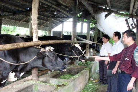 Đầu tư phát triển mô hình chăn nuôi bò sữa. (Ảnh: Trần Tuấn/TTXVN)