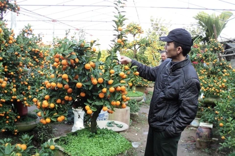 Quất bonsai "lên ngôi" dịp giáp Tết. (Ảnh: Thanh Tâm/Vietnam+)