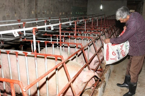 Mô hình chăn nuôi lợn theo quy trình khép kín ở xã Đông Quang, huyện Đông Sơn. (Ảnh: Đình Huệ/TTXVN)
