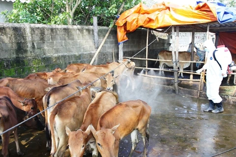 Phun thuốc tiêu độc khử trùng chuồng trại chống dịch lở mồm long móng ở bò tại huyện Triệu Phong. (Ảnh: Hồ Cầu/TTXVN)