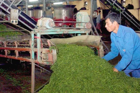 Chế biến chè xuất khẩu tại Công ty Cổ phần Hùng An, tỉnh Hà Giang. (Ảnh: Đình Huệ/TTXVN)