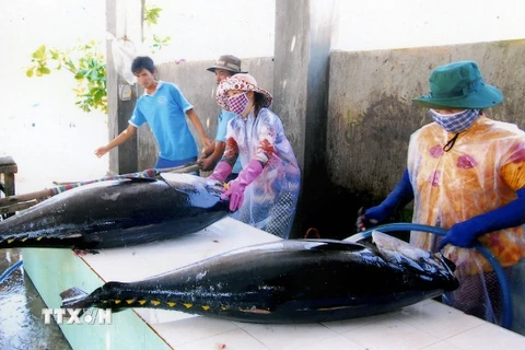 Sơ chế cá ngừ xuất khẩu tại thành phố Tuy Hòa. (Ảnh: Hồng Kỳ/TTXVN)