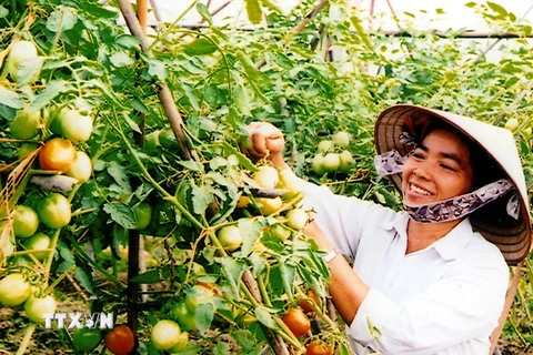 Nông dân thu hoạch cà chua. (Ảnh: Ngô Lịch/TTXVN)