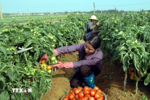 Nông dân thu hoạch cà chua với năng suất cao nhờ áp dụng khoa học kỹ thuật trong nông nghiệp. (Ảnh: Lan Xuân/TTXVN)