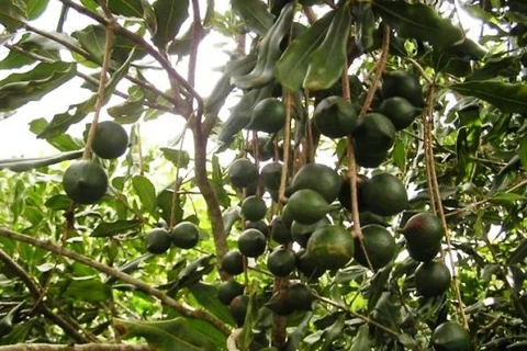 Quả mắc ca (macadamia). (Nguồn: Agriviet.com)