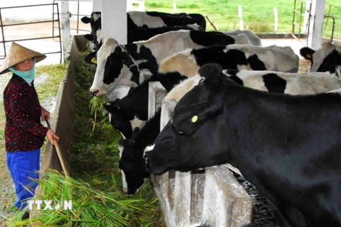 Đề xuất thành lập Ủy ban sữa quốc gia để điều tiết giá trên thị trường