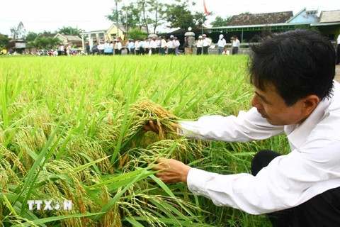 Khánh thành trung tâm sản xuất lúa lai có kinh phí hơn 30 tỷ đồng 