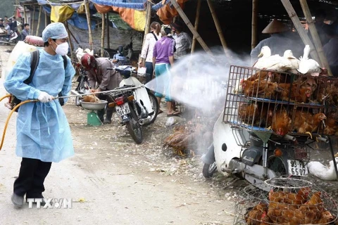 Nguy cơ các chủng virus cúm gia cầm lây lan trên diện rộng vẫn rất cao