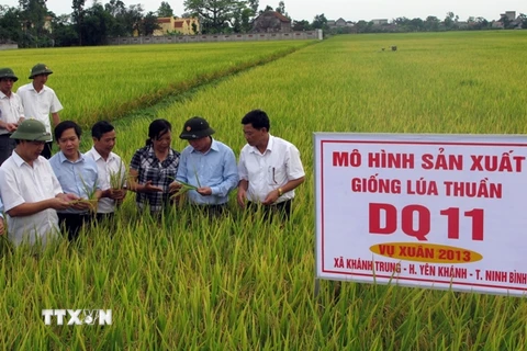Hợp tác Việt-Nhật: Mang lại giá trị gia tăng cao cho người nông dân