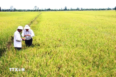 Kỷ niệm Ngày lương thực thế giới năm 2014 tại Việt Nam