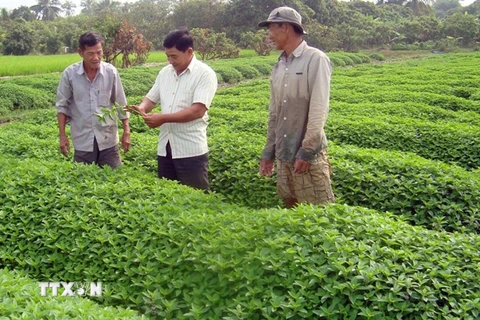 Nhìn lại VietGAP sau 6 năm: Nhiều bất cập và khó khăn cho nông dân