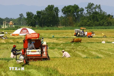 IRRI đề xuất 6 sáng kiến nhằm gia tăng giá trị lúa gạo của Việt Nam