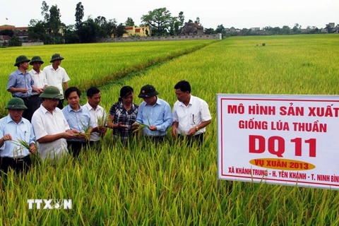 Thành lập Viện nghiên cứu lúa quốc tế đầu tiên tại Việt Nam