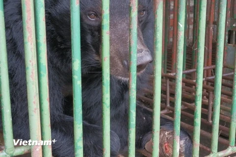 Gấu nuôi bị bỏ đói và chết hàng loạt tại các trang trại ở Hạ Long