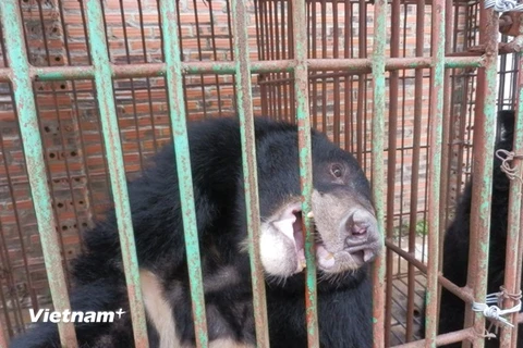 Khẩn trương chuyển giao toàn bộ số gấu nuôi bị bỏ đói ở Quảng Ninh 