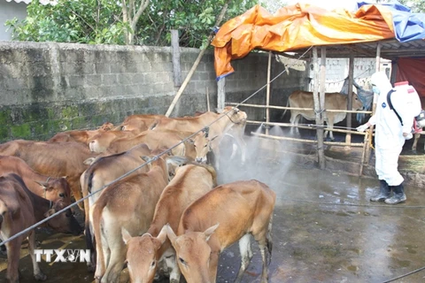 Tối thiểu 80% số gia súc phải được tiêm vắcxin lở mồm long móng 