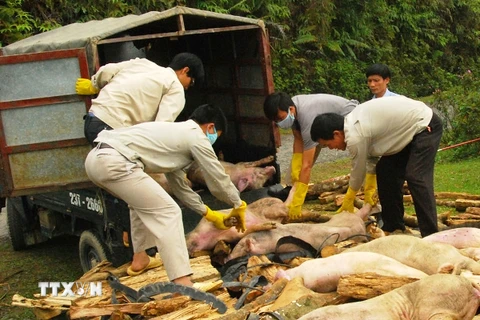 “Siết” việc nhập lậu gia súc qua biên giới để ngăn dịch bệnh lây lan