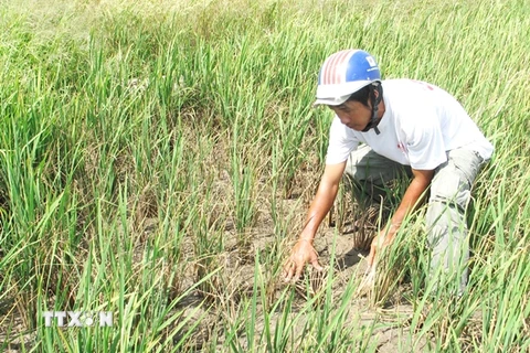 Ninh Thuận, Khánh Hòa có thể bị hạn hán, thiếu nước nghiêm trọng