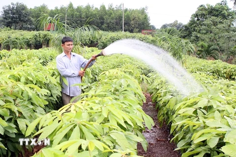 Hơn 43.000 hộ nông dân thoát nghèo nhờ trồng rừng hiện đại