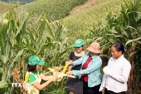Lô hạt giống ngô biến đổi gen đầu tiên đến tay người nông dân Việt