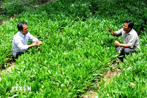 Phát động Tết trồng cây nhân dịp Xuân Bính Thân 2016 