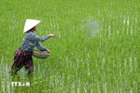 Cục Trồng trọt yêu cầu nông dân không dùng ximăng bón cho lúa 