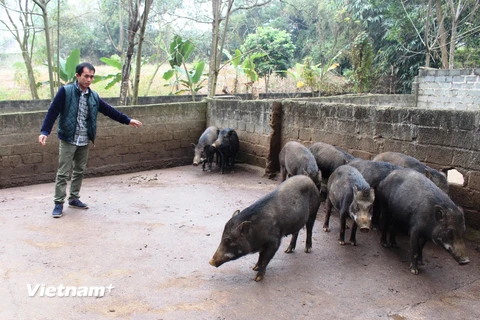 Lợn rừng nuôi tại trang trại Phương Nam. (Ảnh: Thanh Tâm/Vietnam+)