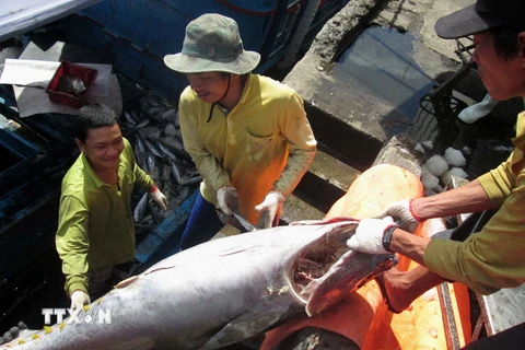 Ngư dân Khánh Hòa được mùa các loại cá ngừ. (Ảnh: Nguyên Lý/TTXVN)