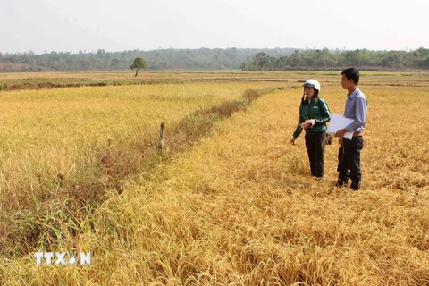 Nhiều diện tích lúa bị giảm năng suất do khô hạn ở Đắk Lắk. (Ảnh: Dương Giang/TTXVN)