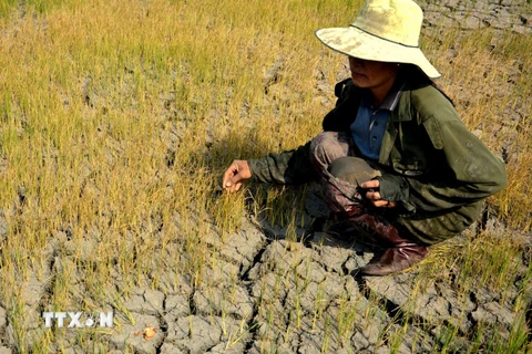 Hạn hán khiến ruộng đất khô cằn, nhiều diện tích lúa hư hại. (Ảnh: Hoài Nam/TTXVN)