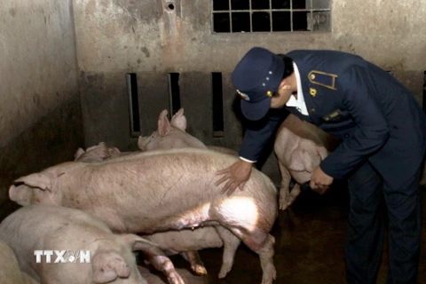 Nhân viên Chi cục thú y kiểm tra đàn lợn chuẩn bị đưa vào cơ sở giết mổ ở Quảng Bình. (Ảnh: Vũ Sinh/TTXVN)