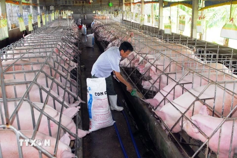 Chăn nuôi lợn theo tiêu chuẩn VietGap ở thành phố Hồ Chí Minh. (Ảnh: Mạnh Linh/TTXVN) 