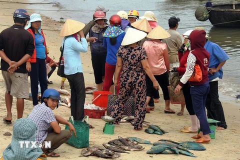 Người dân đang rất lo lắng khi thấy cá chết bất thường không rõ nguyên nhân trôi dạt vào vùng biển Quảng Trị. (Ảnh: Trần Tĩnh/TTXVN)