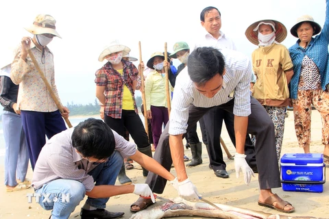 Cơ quan chức năng lấy mẫu tìm nguyên nhân cá chết trên biển. (Ảnh Trần Tĩnh/TTXVN)