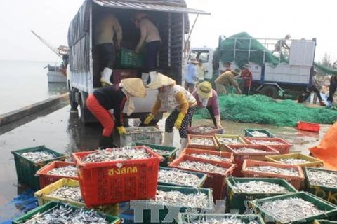 Vận chuyển cá đi tiêu thụ ở Quảng Trị. (Ảnh: Thanh Thủy/TTXVN)