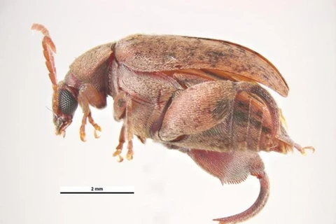Mọt lạc serratus. (Ảnh minh họa. Nguồn: insectimages.org)