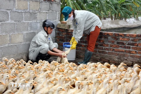 Nhân viên thú y tiêm vắcxin phòng chống dịch cúm gia cầm cho các trang trại nuôi. (Ảnh: Đình Huệ/TTXVN)