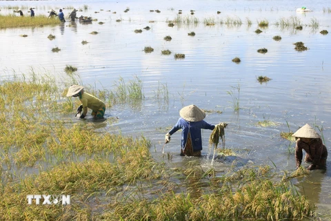 Gặt lúa ngập nước ở Hậu Giang. (Ảnh: Duy Khương/TTXVN