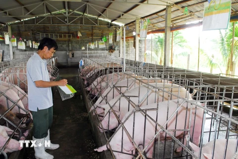 Hộ gia đình chăn nuôi lợn đạt tiêu chuẩn VietGap ở thành phố Hồ Chí Minh. (Ảnh: Mạnh Linh/TTXVN)