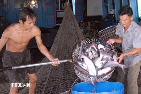 Thu mua cá tra ở Tiền Giang. (Ảnh: Hoàng Hải/TTXVN)