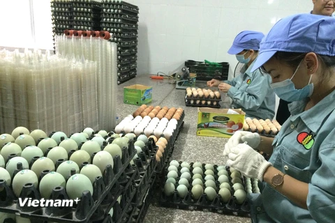 Dán nhãn mác cho sản phẩm trứng gà xanh thương hiệu Dabaco. (Ảnh: Thanh Tâm/Vietnam+)