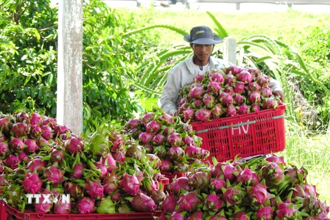 Thu hoạch thanh long ở Bình Thuận. (Ảnh: Nguyễn Thanh/TTXVN)