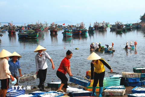 Thu mua cá tại cảng ở Thanh Hóa. (Ảnh: Trọng Đạt/TTXVN)