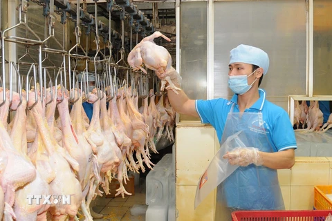 Đóng gói sản phẩm thịt gà để cung cấp ra thị trường. (Ảnh: An Hiếu/TTXVN)