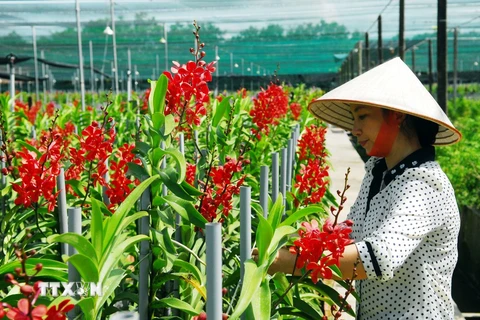 Gương nông dân sản xuất kinh doanh giỏi trồng lan Mokara cho doanh thu cao ở thành phố Hồ Chí Minh. (Ảnh: Mạnh Linh/TTXVN)
